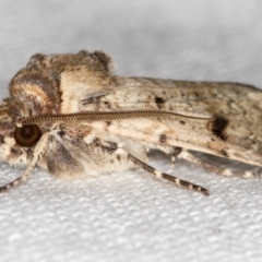 Agrotis porphyricollis at Melba, ACT - 8 Mar 2021