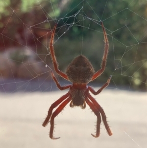 Hortophora transmarina at Murrumbateman, NSW - 1 Mar 2021