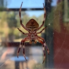 Hortophora transmarina at Murrumbateman, NSW - 1 Mar 2021