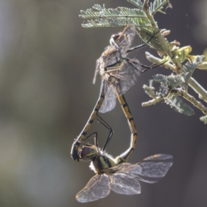 Hemicordulia tau at Holt, ACT - 5 Mar 2021