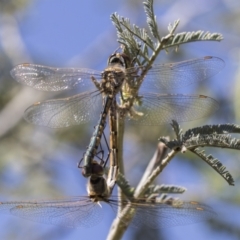 Hemicordulia tau at Holt, ACT - 5 Mar 2021 02:11 PM