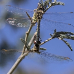 Hemicordulia tau at Holt, ACT - 5 Mar 2021