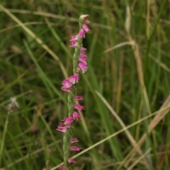 Spiranthes australis (Austral Ladies Tresses) at Namadgi National Park - 8 Mar 2021 by JohnBundock