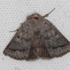Pantydia sparsa (Noctuid Moth) at Melba, ACT - 8 Mar 2021 by Bron