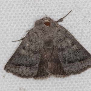 Pantydia sparsa at Melba, ACT - 8 Mar 2021 01:09 PM