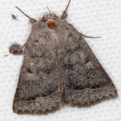 Pantydia sparsa at Melba, ACT - 8 Mar 2021 01:09 PM