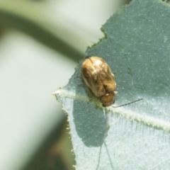 Monolepta sp. (genus) (Leaf beetle) at Higgins, ACT - 1 Mar 2021 by AlisonMilton