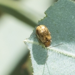 Monolepta sp. (genus) (Leaf beetle) at Higgins, ACT - 2 Mar 2021 by AlisonMilton