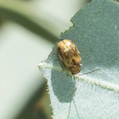 Monolepta sp. (genus) (Leaf beetle) at Higgins, ACT - 1 Mar 2021 by AlisonMilton