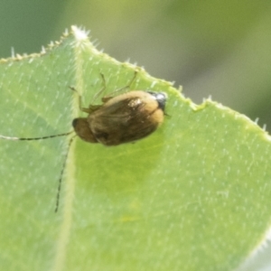 Monolepta sp. (genus) at Higgins, ACT - 2 Mar 2021