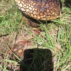 Calvatia cyathiformis at Deakin, ACT - 7 Feb 2021 11:25 AM