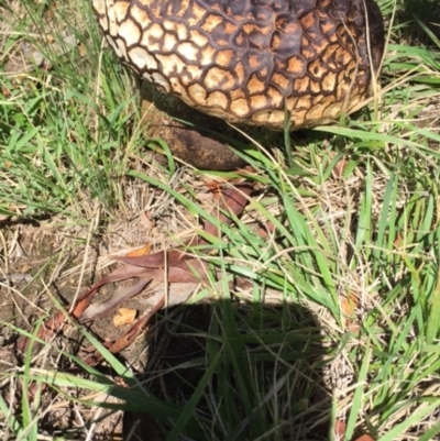 Calvatia cyathiformis at Deakin, ACT - 7 Feb 2021 by tallpaulf