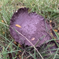 Calvatia cyathiformis at Deakin, ACT - 7 Feb 2021 11:25 AM