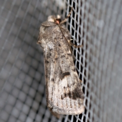 Thoracolopha (genus) (A Noctuid moth) at O'Connor, ACT - 1 Mar 2021 by ibaird