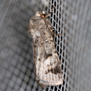 Thoracolopha (genus) at O'Connor, ACT - 1 Mar 2021 10:50 PM