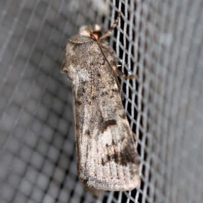 Thoracolopha (genus) (A Noctuid moth) at O'Connor, ACT - 1 Mar 2021 by ibaird