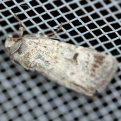 Thoracolopha (genus) at O'Connor, ACT - 1 Mar 2021 10:50 PM