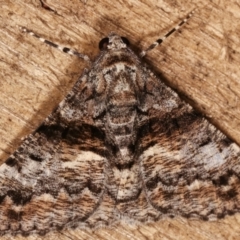 Gastrinodes argoplaca (Cryptic Bark Moth) at Melba, ACT - 6 Mar 2021 by kasiaaus