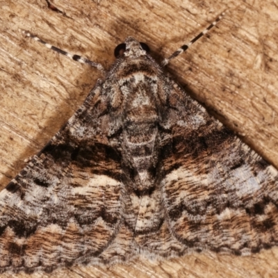 Gastrinodes argoplaca (Cryptic Bark Moth) at Melba, ACT - 6 Mar 2021 by kasiaaus