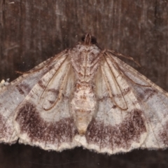 Gastrinodes bitaeniaria (Buff Bark Moth) at Melba, ACT - 5 Mar 2021 by kasiaaus