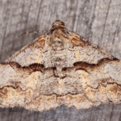 Gastrinodes bitaeniaria at Melba, ACT - 6 Mar 2021 12:34 AM