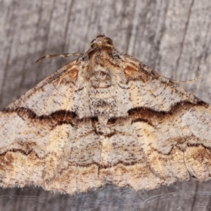 Gastrinodes bitaeniaria at Melba, ACT - 6 Mar 2021