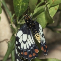 Papilio anactus (Dainty Swallowtail) at Higgins, ACT - 1 Mar 2021 by AlisonMilton