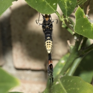 Papilio anactus at Higgins, ACT - 2 Mar 2021