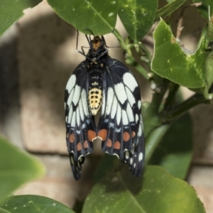 Papilio anactus at Higgins, ACT - 2 Mar 2021