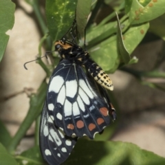 Papilio anactus at Higgins, ACT - 2 Mar 2021