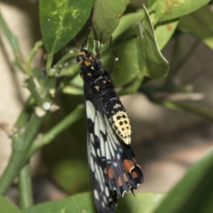 Papilio anactus at Higgins, ACT - 2 Mar 2021