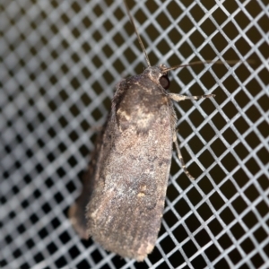 Proteuxoa provisional species 1 at O'Connor, ACT - 1 Mar 2021