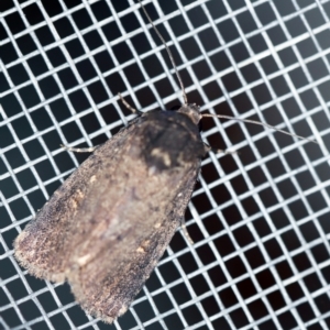 Proteuxoa provisional species 1 at O'Connor, ACT - 1 Mar 2021