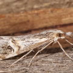 Hednota longipalpella (Pasture Webworm) at Melba, ACT - 7 Mar 2021 by kasiaaus