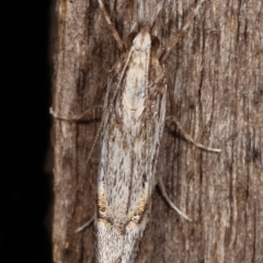 Hednota longipalpella at Melba, ACT - 7 Mar 2021 12:07 AM