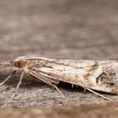 Hednota longipalpella at Melba, ACT - 7 Mar 2021 12:07 AM