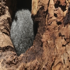 Trichosurus vulpecula (Common Brushtail Possum) at Belconnen, ACT - 1 Mar 2021 by AlisonMilton