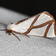 Thalaina clara (Clara's Satin Moth) at Melba, ACT - 8 Mar 2021 by Bron