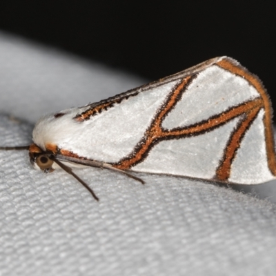 Thalaina clara (Clara's Satin Moth) at Melba, ACT - 7 Mar 2021 by Bron