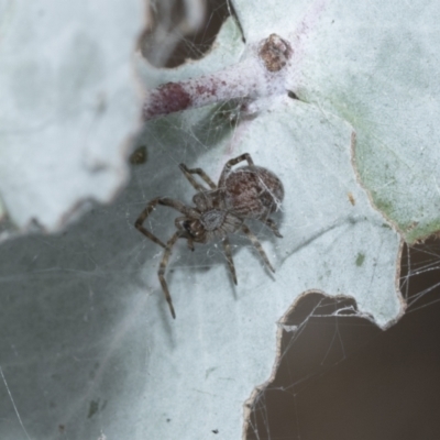 Unidentified Other web-building spider at Scullin, ACT - 28 Feb 2021 by AlisonMilton