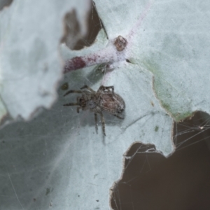 Badumna longinqua at Scullin, ACT - 1 Mar 2021 08:13 AM