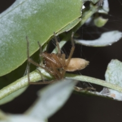 Unidentified Other hunting spider (TBC) at Scullin, ACT - 28 Feb 2021 by AlisonMilton