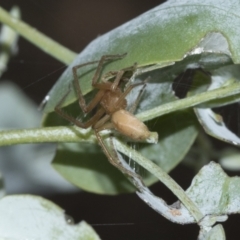 Cheiracanthiidae (family) at Scullin, ACT - 1 Mar 2021 08:06 AM