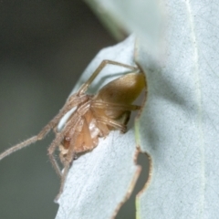 Cheiracanthiidae (family) at Scullin, ACT - 1 Mar 2021 08:06 AM