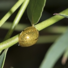 Paropsisterna cloelia (Eucalyptus variegated beetle) at Scullin, ACT - 1 Mar 2021 by AlisonMilton