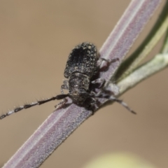 Ancita sp. (genus) (Longicorn or longhorn beetle) at Lake Ginninderra - 1 Mar 2021 by AlisonMilton