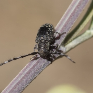 Ancita sp. (genus) at Belconnen, ACT - 1 Mar 2021 12:22 PM