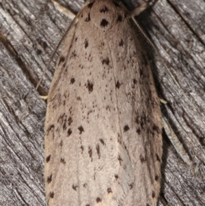 Stictochila sarcoptera at Melba, ACT - 7 Mar 2021