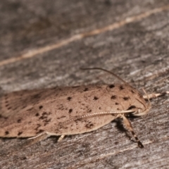 Stictochila sarcoptera at Melba, ACT - 7 Mar 2021