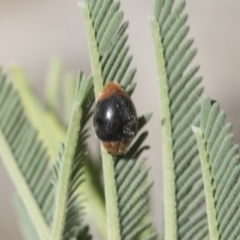 Cryptolaemus montrouzieri (Mealybug ladybird) at Belconnen, ACT - 1 Mar 2021 by AlisonMilton